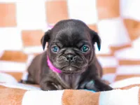 Emberly, a female Pug for sale in Liberty, KY – Photo 3 of 4