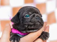 Emberly, a female Pug for sale in Liberty, KY – Photo 2 of 4