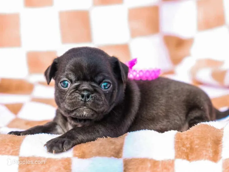 Emberly – Pug puppy for sale in Liberty, KY