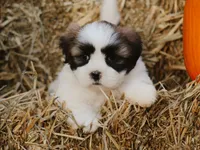 Hank, a male Lhasa Apso for sale in Liberty, KY – 2 of 4