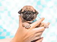 Eric, a male Pug for sale in Liberty, KY – Photo 3 of 4