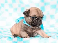 Eric, a male Pug for sale in Liberty, KY – Photo 2 of 4