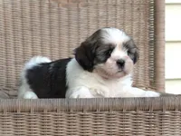 Tyrell, a male Lhasa Apso for sale in Liberty, KY – 3 of 4