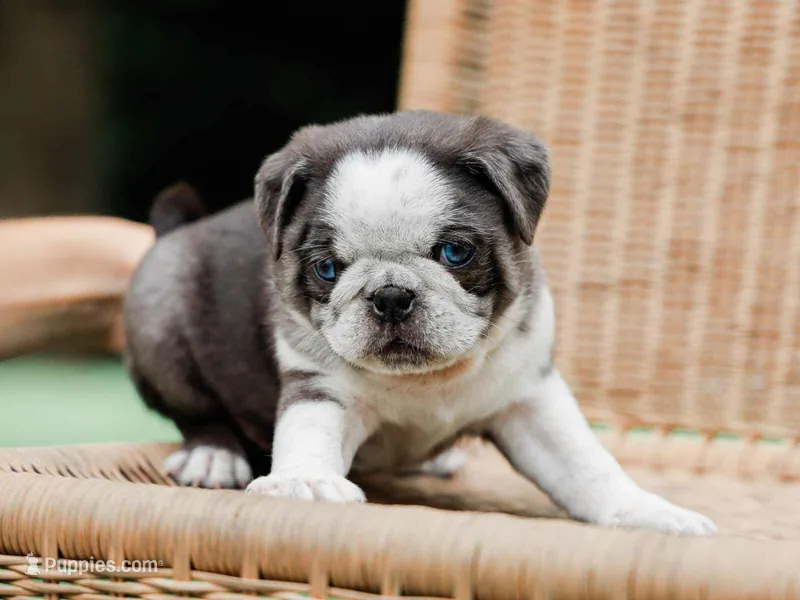 Jareb – Pug puppy for sale in Liberty, KY