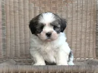 Tyrell, a male Lhasa Apso for sale in Liberty, KY – 2 of 4