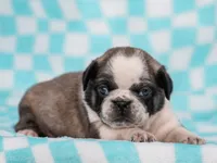 Elliot, a male Pug for sale in Liberty, KY – Photo 3 of 4