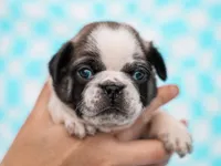 Elliot, a male Pug for sale in Liberty, KY – Photo 4 of 4