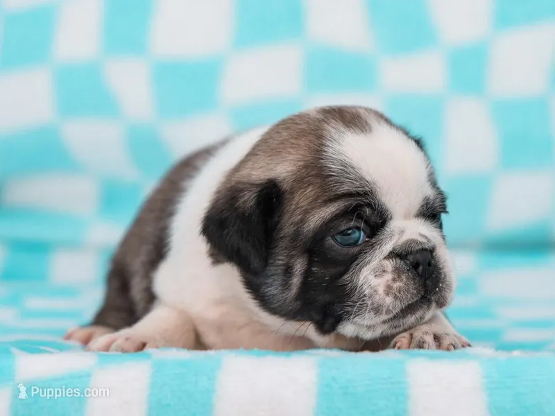 Elliot – Pug puppy for sale in Liberty, KY