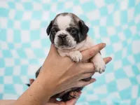 Elliot, a male Pug for sale in Liberty, KY – Photo 2 of 4