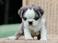 Jeffrey, a male Pug for sale in Liberty, KY – 4 of 4