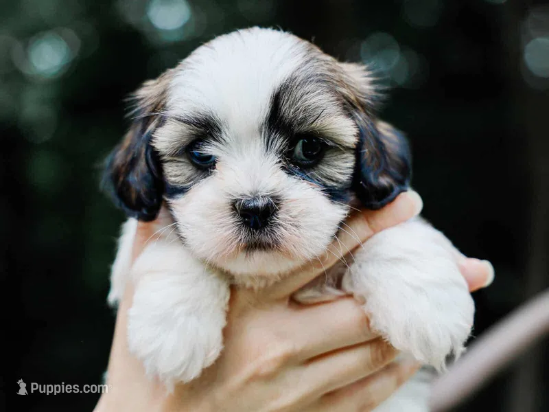 Tyrone – Lhasa Apso puppy for sale in Liberty, KY
