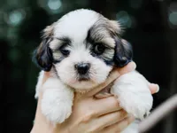 Tyrone, a  Lhasa Apso for sale in Liberty, KY – 1 of 4