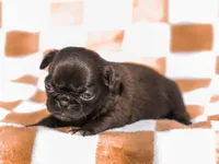 Emma, a female Pug for sale in Liberty, KY – Photo 2 of 4