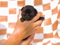 Emma, a female Pug for sale in Liberty, KY – Photo 3 of 4