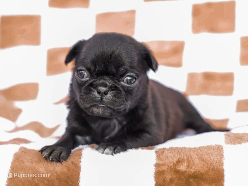 Emma – Pug puppy for sale in Liberty, KY