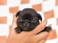 Emma, a female Pug for sale in Liberty, KY – Photo 4 of 4