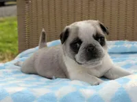 Spencer, a male Pug for sale in Liberty, KY – Photo 3 of 3