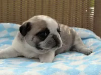 Spencer, a male Pug for sale in Liberty, KY – Photo 1 of 3