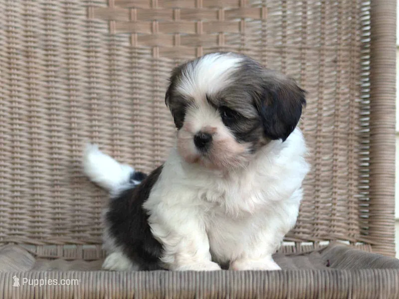 Tyrell – Lhasa Apso puppy for sale in Liberty, KY