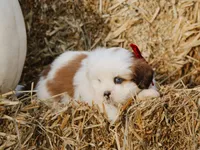 Harley, a male Lhasa Apso for sale in Liberty, KY – 3 of 4