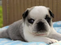 Sebastian, a  Pug for sale in Liberty, KY – Photo 4 of 4