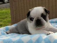 Sebastian, a  Pug for sale in Liberty, KY – Photo 3 of 4