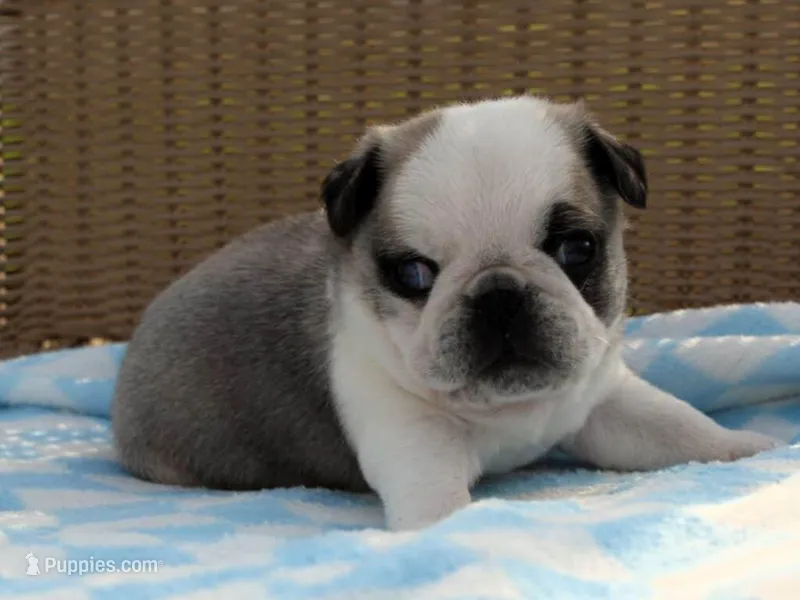 Sebastian – Pug puppy for sale in Liberty, KY