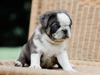 Jareb, a male Pug for sale in Liberty, KY – 3 of 4