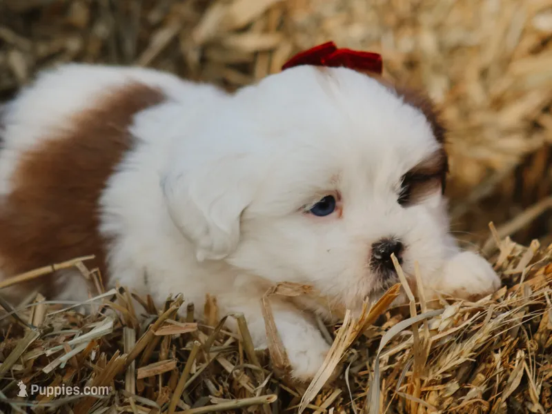 Harley – Lhasa Apso puppy for sale in Liberty, KY