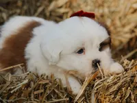 Harley, a male Lhasa Apso for sale in Liberty, KY – 1 of 4