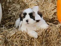 Hank, a male Lhasa Apso for sale in Liberty, KY – 3 of 4