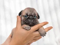 Elijah, a male Pug for sale in Liberty, KY – Photo 1 of 4