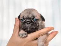 Elijah, a male Pug for sale in Liberty, KY – Photo 3 of 4