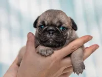 Elijah, a male Pug for sale in Liberty, KY – Photo 4 of 4
