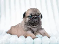 Elijah, a male Pug for sale in Liberty, KY – Photo 2 of 4