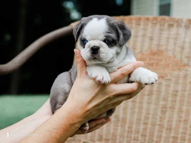 Jeffrey – Pug puppy for sale in Liberty, KY