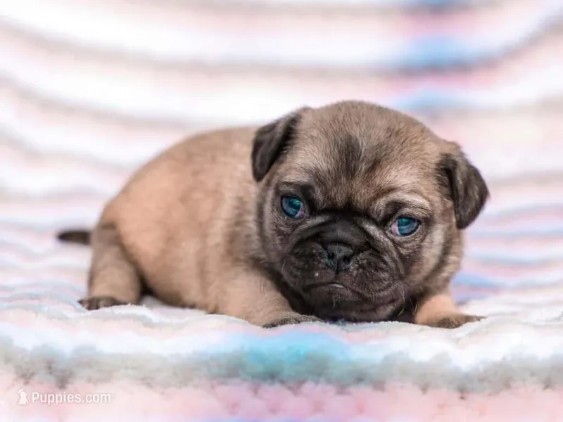 Ella – Pug puppy for sale in Liberty, KY