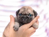 Ella, a female Pug for sale in Liberty, KY – Photo 3 of 4