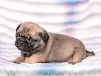 Ella, a female Pug for sale in Liberty, KY – Photo 4 of 4