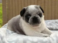 Sarge, a male Pug for sale in Liberty, KY – Photo 3 of 4