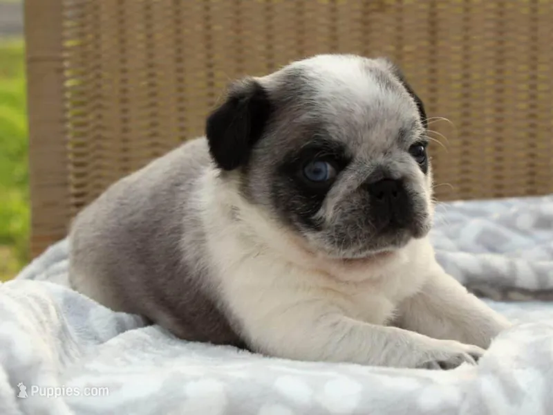 Sarge – Pug puppy for sale in Liberty, KY