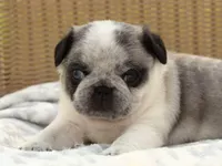 Sarge, a male Pug for sale in Liberty, KY – Photo 4 of 4