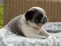 Sarge, a male Pug for sale in Liberty, KY – Photo 2 of 4