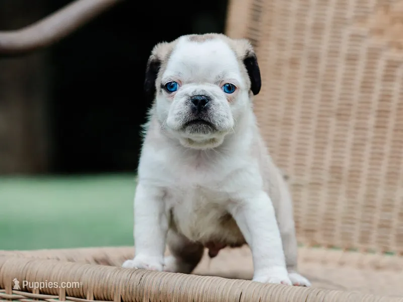 Jabez – Pug puppy for sale in Liberty, KY