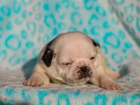 Luther, a male Pug for sale in Liberty, KY – Photo 2 of 4