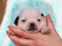 Luther, a male Pug for sale in Liberty, KY – Photo 1 of 4