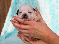 Luther, a male Pug for sale in Liberty, KY – Photo 4 of 4