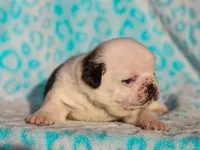 Luther, a male Pug for sale in Liberty, KY – Photo 3 of 4