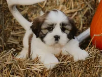 Harry, a male Lhasa Apso for sale in Liberty, KY – 2 of 4