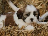 Harry, a male Lhasa Apso for sale in Liberty, KY – 4 of 4